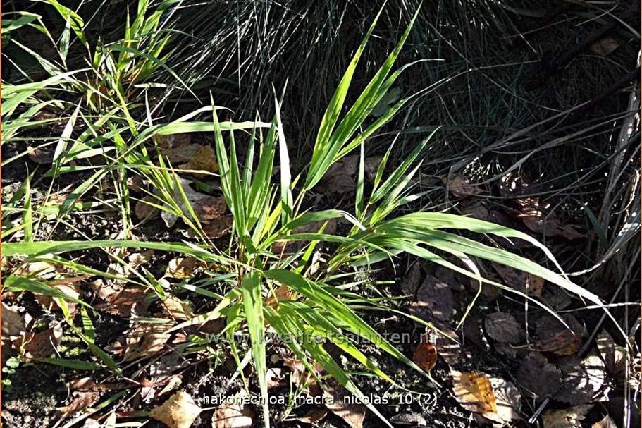 Hakonechloa macra 'Nicolas'®