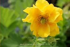 Geum chiloense 'Lady Stratheden'