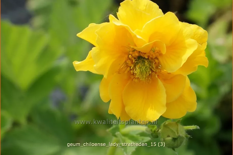 Geum chiloense 'Lady Stratheden'