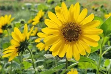 Helianthus decapetalus 'Suncatcher Pure Gold'