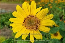 Helianthus decapetalus 'Suncatcher Pure Gold'