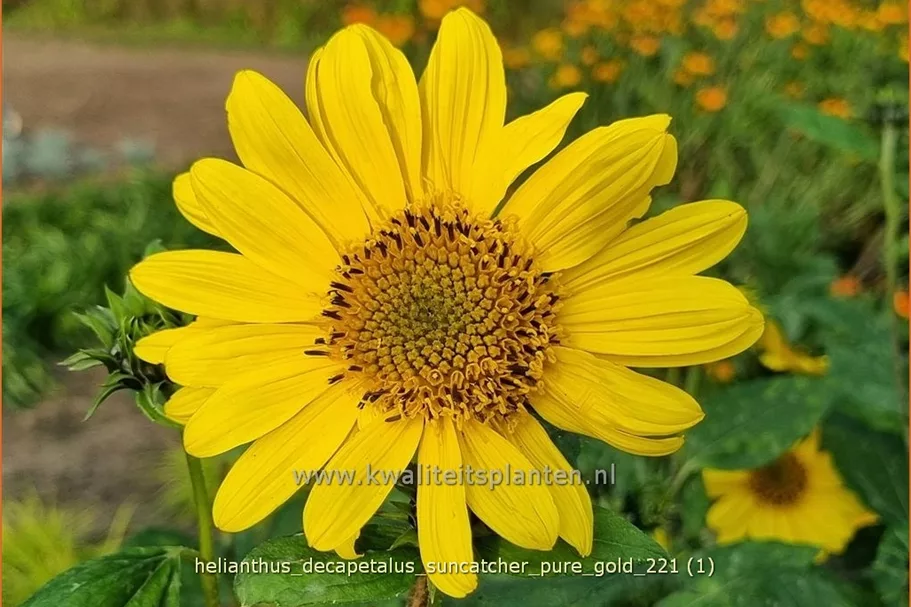 Helianthus decapetalus 'Suncatcher Pure Gold'