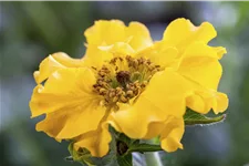 Geum chiloense 'Lady Stratheden'