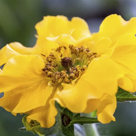 Geum chiloense 'Lady Stratheden'