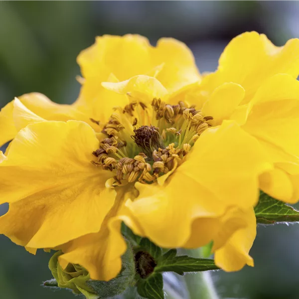 Geum chiloense 'Lady Stratheden'