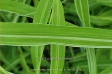 Hakonechloa macra 'Stripe it Rich'