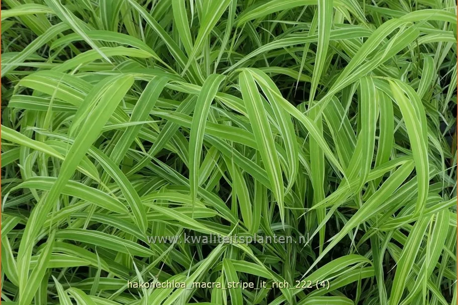 Hakonechloa macra 'Stripe it Rich'