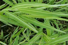 Hakonechloa macra 'Stripe it Rich'