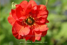 Geum chiloense 'Mrs. Bradshaw'