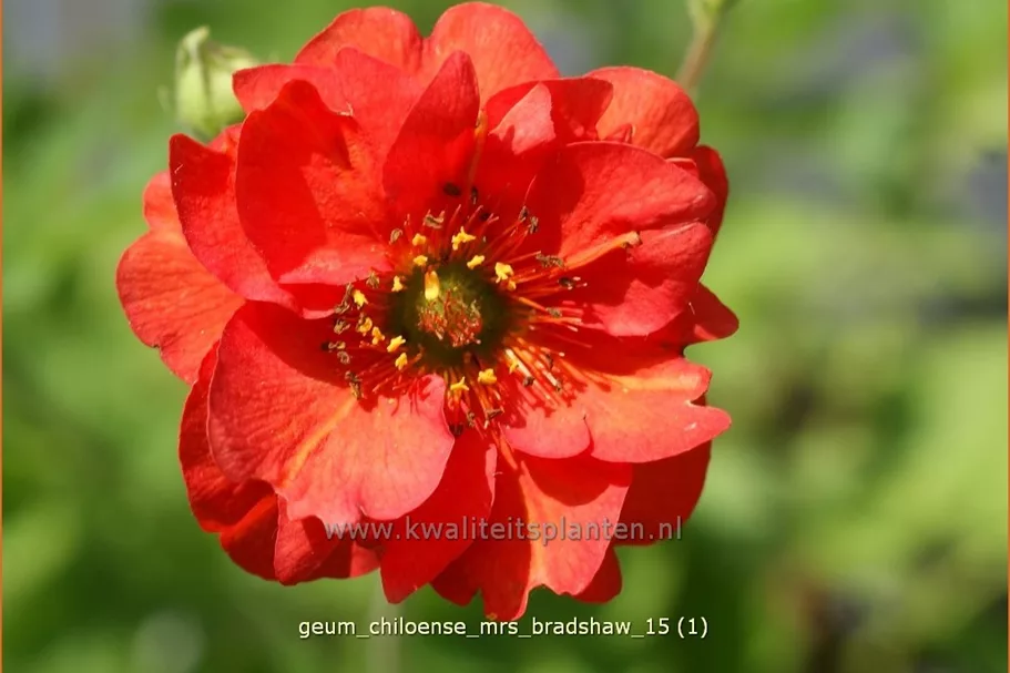 Geum chiloense 'Mrs. Bradshaw'