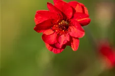 Geum chiloense 'Mrs. Bradshaw'