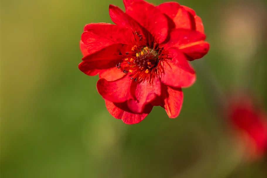 Geum chiloense 'Mrs. Bradshaw'