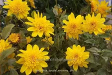 Helianthus 'Double Whammy'