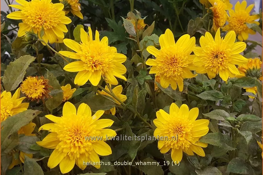 Helianthus 'Double Whammy'