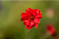 Geum chiloense 'Mrs. Bradshaw'
