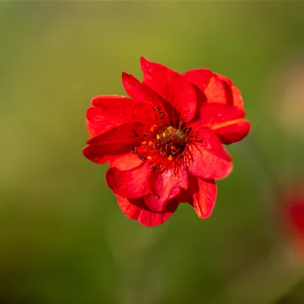 Geum chiloense 'Mrs. Bradshaw'