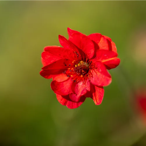 Geum chiloense 'Mrs. Bradshaw'