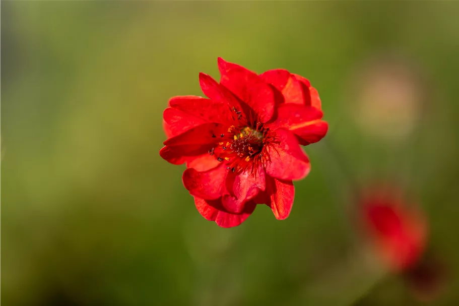Geum chiloense 'Mrs. Bradshaw'