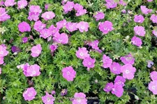 Geranium sanguineum 'Elsbeth'