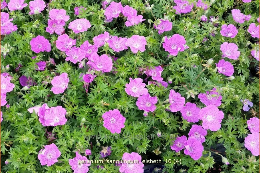 Geranium sanguineum 'Elsbeth'