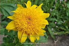 Helianthus 'Double Whammy'
