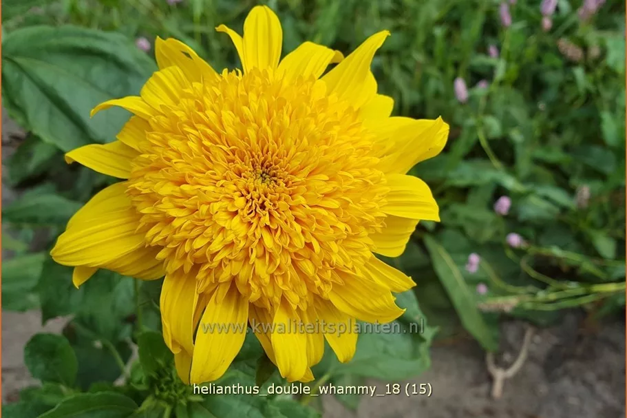 Helianthus 'Double Whammy'