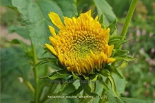 Helianthus 'Double Whammy'