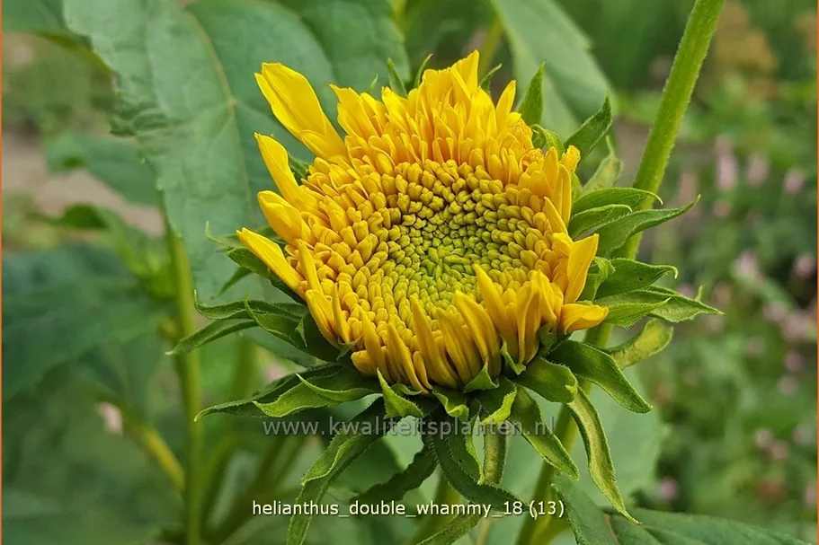 Helianthus 'Double Whammy'