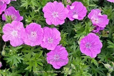 Geranium sanguineum 'Elsbeth'