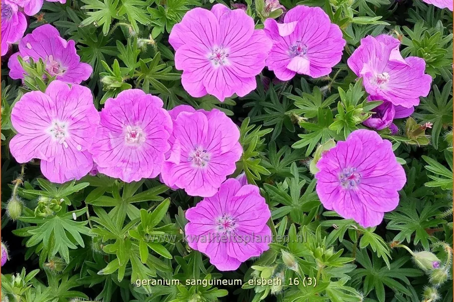 Geranium sanguineum 'Elsbeth'
