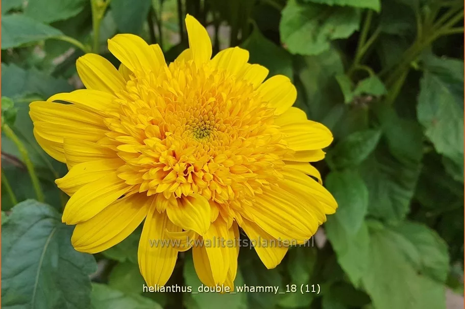 Helianthus 'Double Whammy'