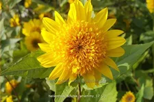 Helianthus 'Double Whammy'