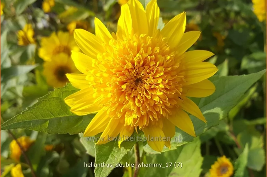 Helianthus 'Double Whammy'