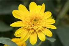 Helianthus 'Double Whammy'