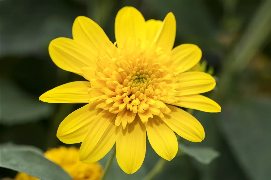Helianthus 'Double Whammy'