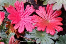 Geranium sanguineum 'Elsbeth'