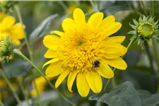 Helianthus 'Double Whammy'
