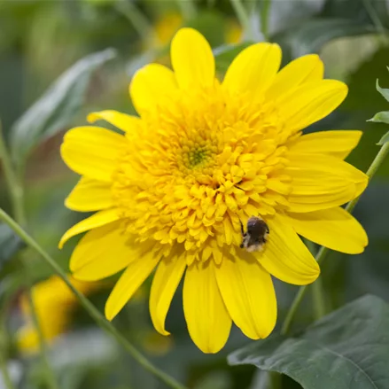 Helianthus 'Double Whammy'
