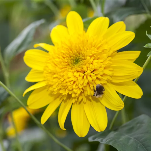 Helianthus 'Double Whammy'