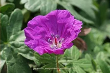 Geranium sanguineum 'Elsbeth'
