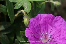 Geranium sanguineum 'Elsbeth'