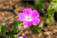 Geranium sanguineum 'Elsbeth'
