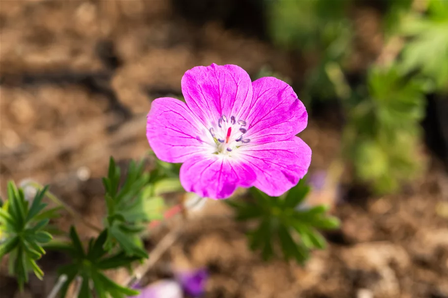 Geranium sanguineum 'Elsbeth'