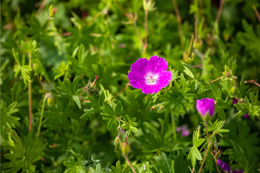 Geranium sanguineum 'Elsbeth'