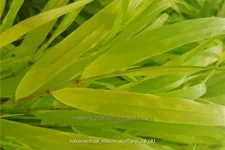 Hakonechloa macra 'SunFlare'