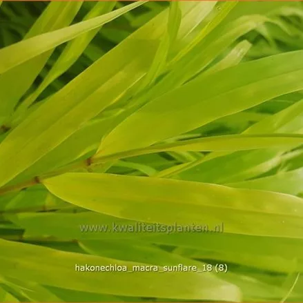 Hakonechloa macra 'SunFlare'