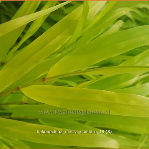 Hakonechloa macra 'SunFlare'