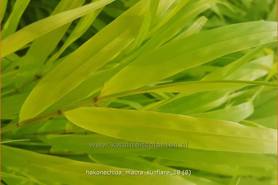 Hakonechloa macra 'SunFlare'