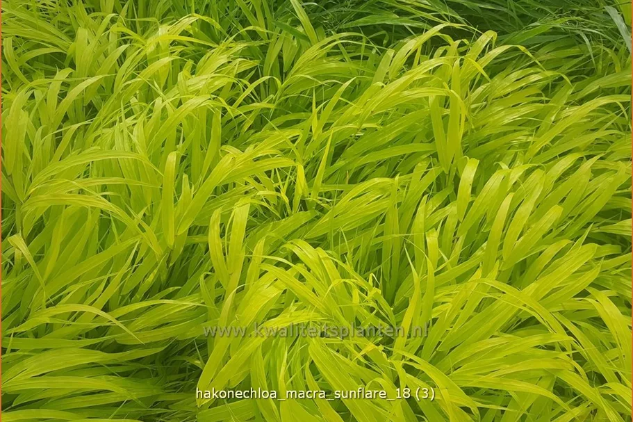 Hakonechloa macra 'SunFlare'