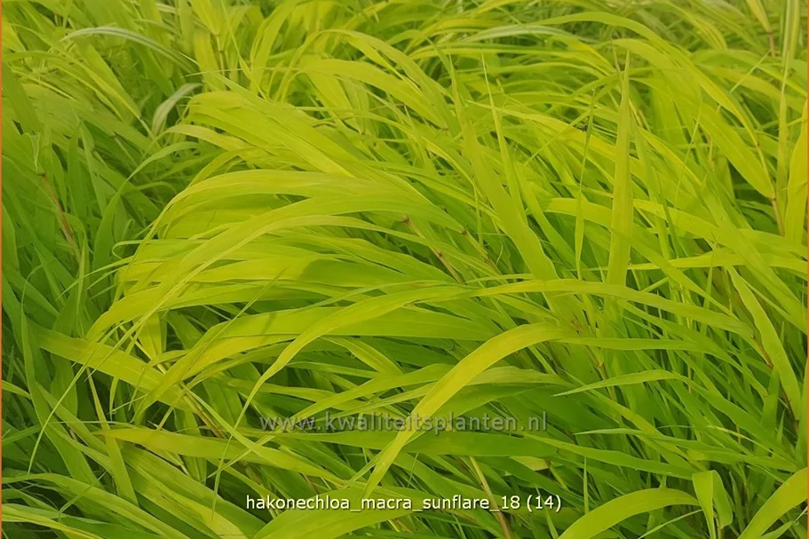 Hakonechloa macra 'SunFlare'